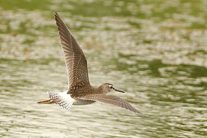 Wood Sandpiper