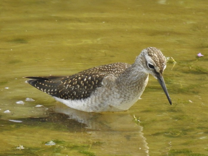 Wood Sandpiper