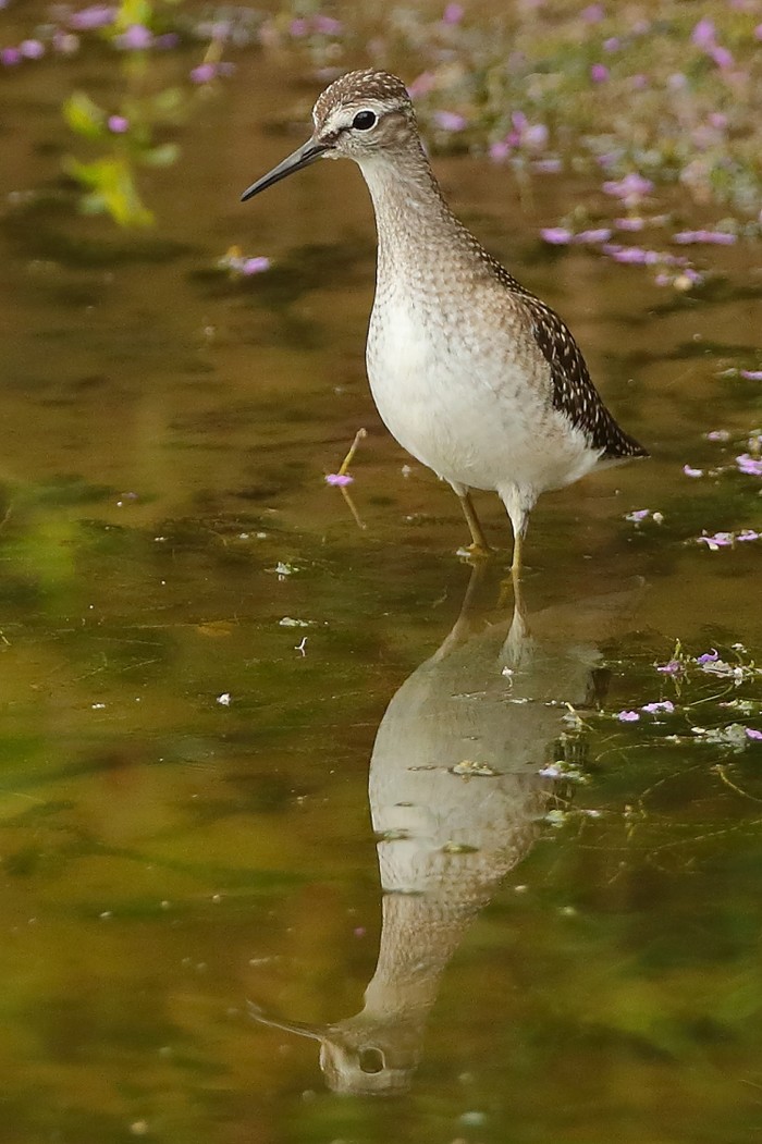 Wood Sandpiper