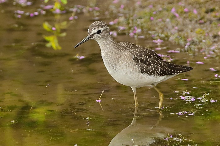Wood Sandpiper
