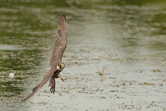 Hobby