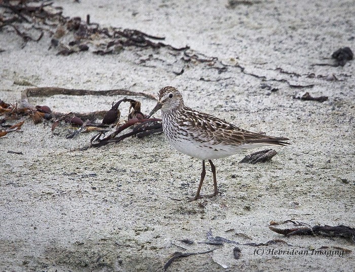 White-rumped Sandpiper