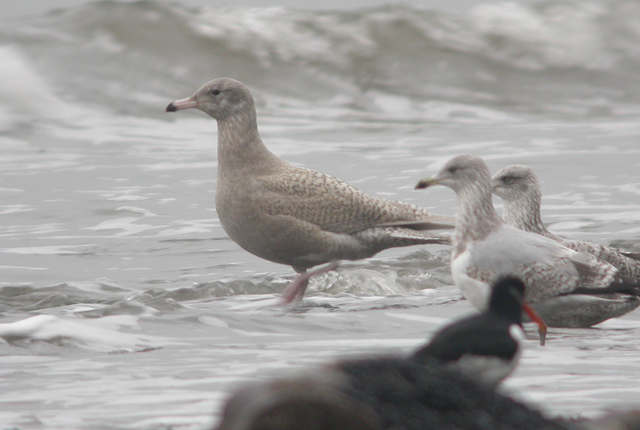 Glaucous Gull