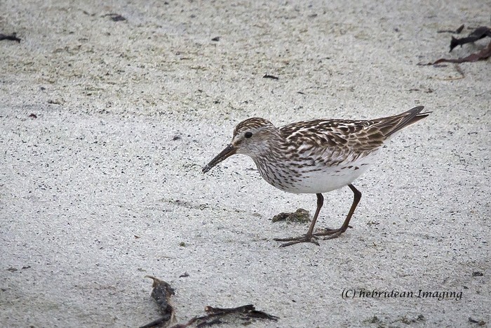 White-rumped Sandpiper