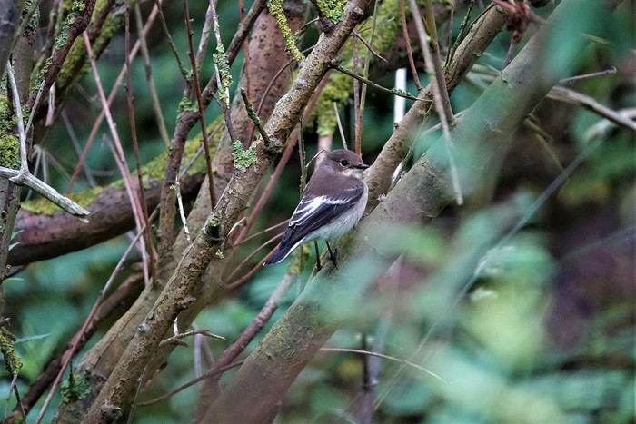Pied Flycatcher