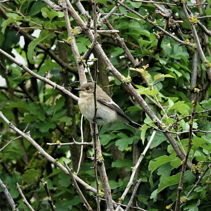 Pied Flycatcher