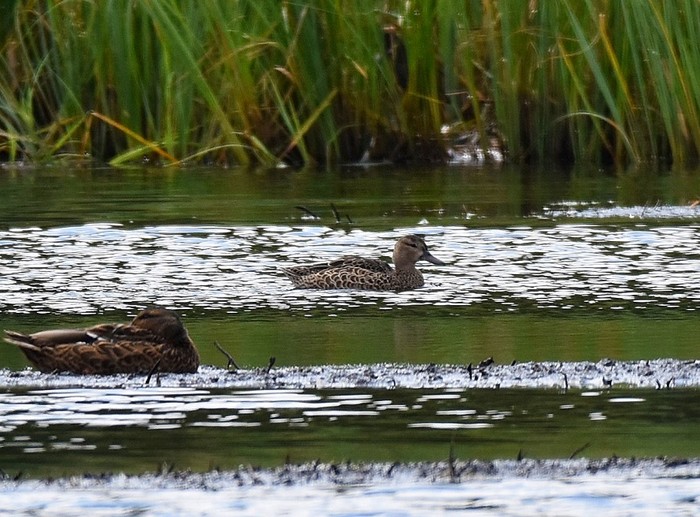Blue-winged Teal