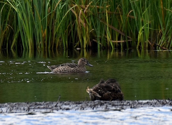 Blue-winged Teal