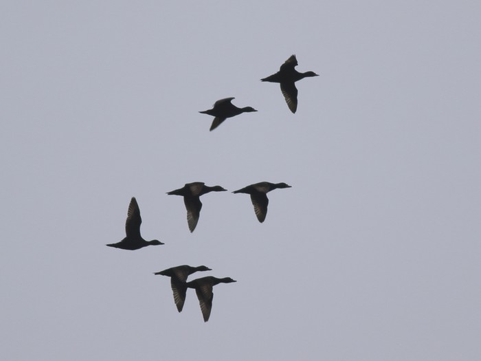 Common Scoter