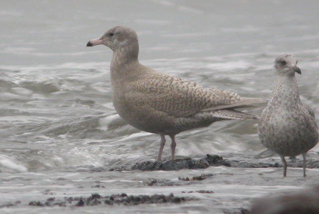 Glaucous Gull