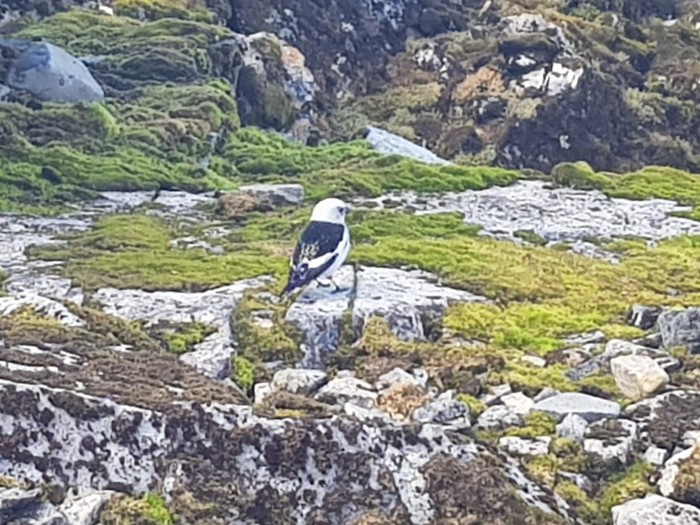 Snow Bunting
