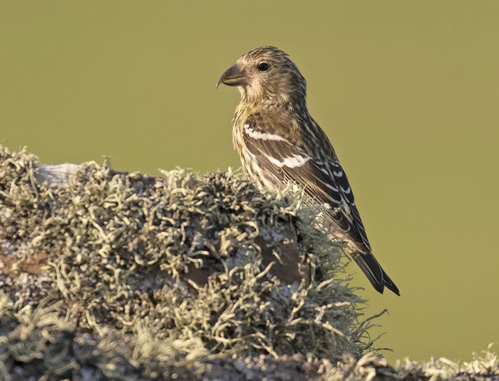 Two-barred Crossbill