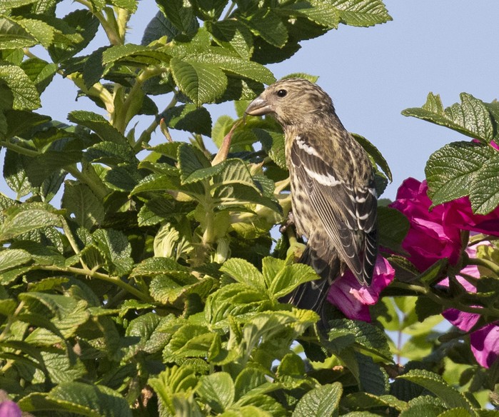 Two-barred Crossbill