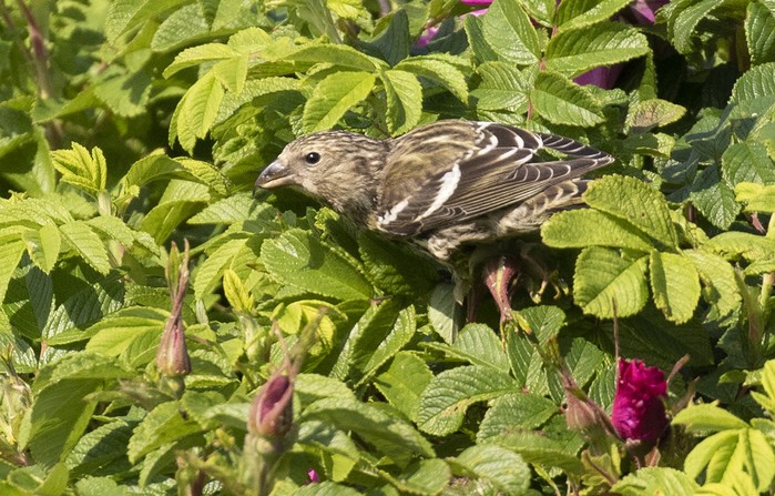 Two-barred Crossbill