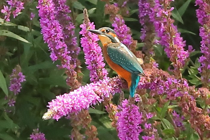 Kingfisher