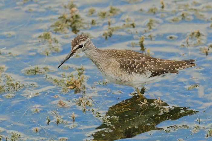 Wood Sandpiper