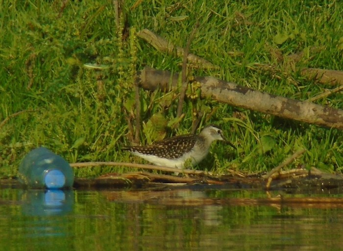 Wood Sandpiper
