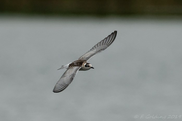 White-winged Black Tern