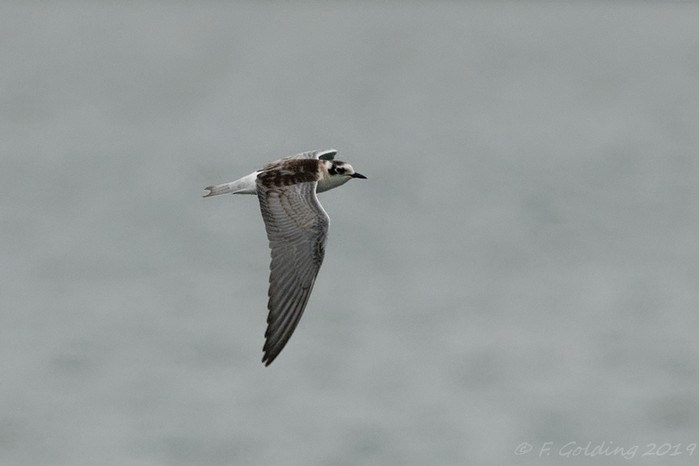 White-winged Black Tern