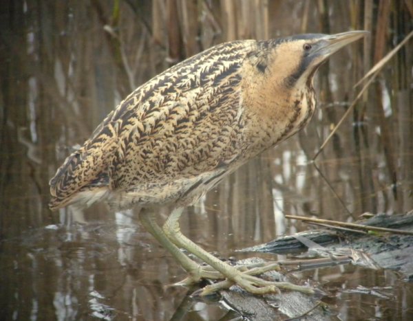 Bittern
