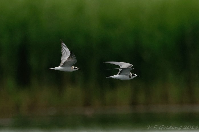 White-winged Black Tern