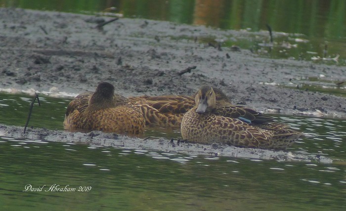Blue-winged Teal