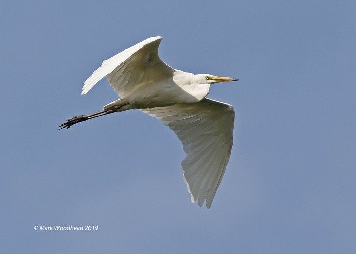 Great White Egret