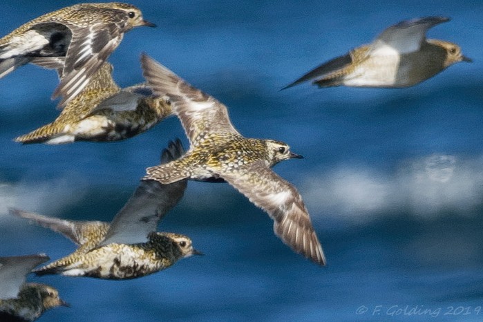 Pacific Golden Plover