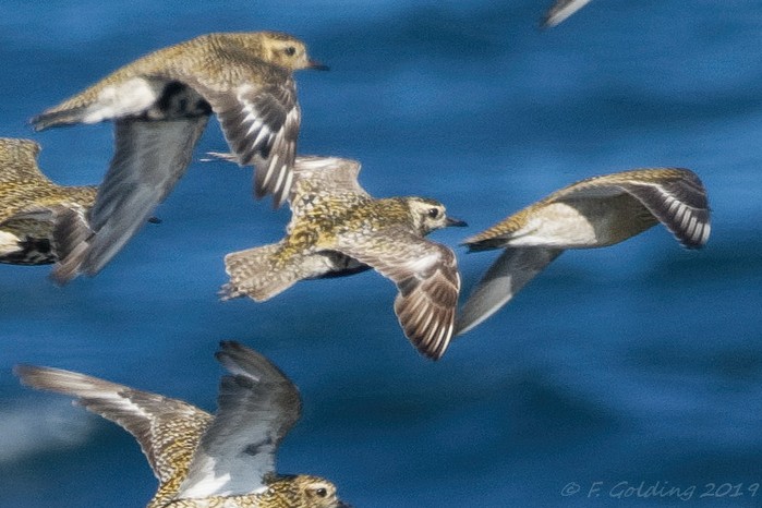 Pacific Golden Plover