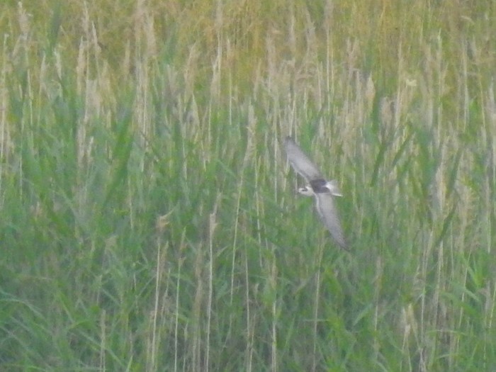 White-winged Black Tern