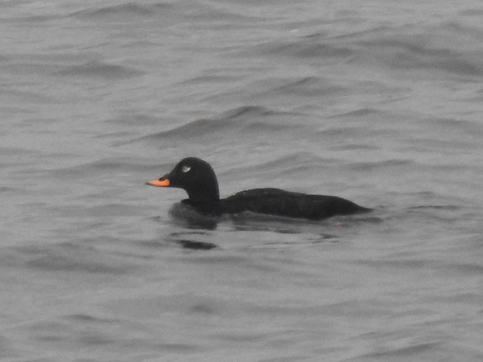 Velvet Scoter