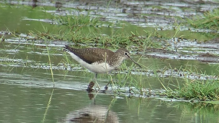green sandpiper