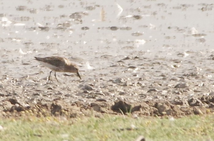 'Funny' Dunlin.