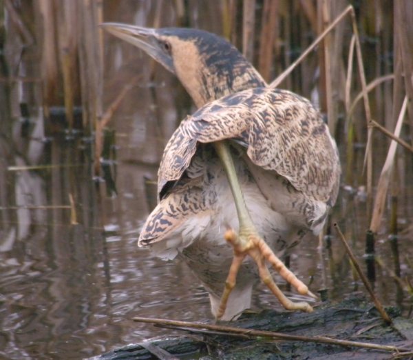 Bittern