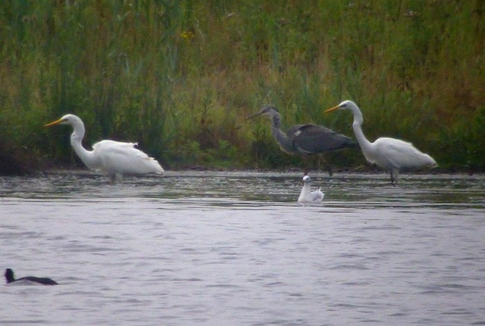 Great White Egret