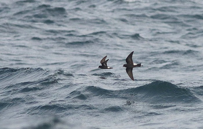 Wilson's Petrel