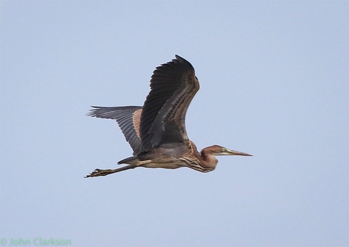 Purple Heron