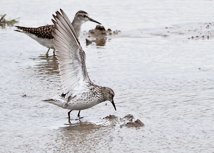White-rumped Sandpiper