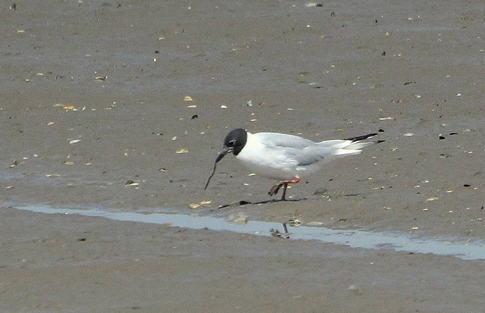 Bonaparte's Gull