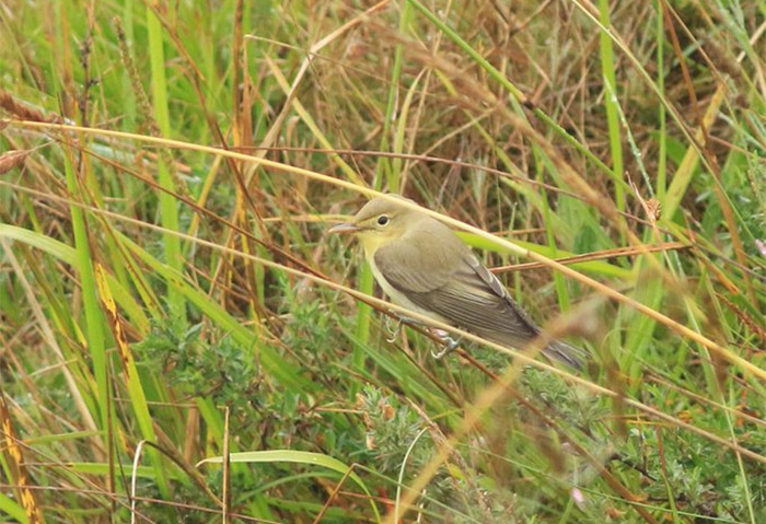 Icterine Warbler