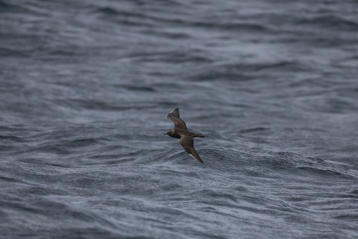 Long-tailed Skua