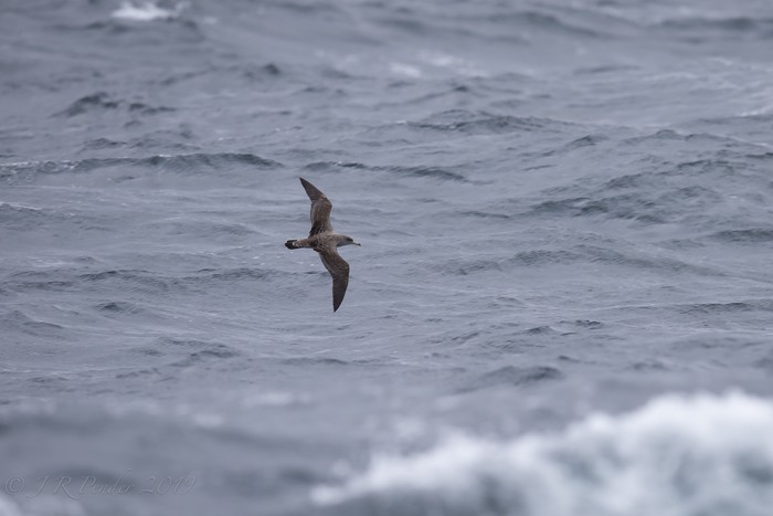 Cory's Shearwater