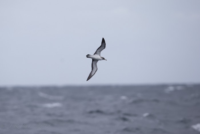 Cory's Shearwater
