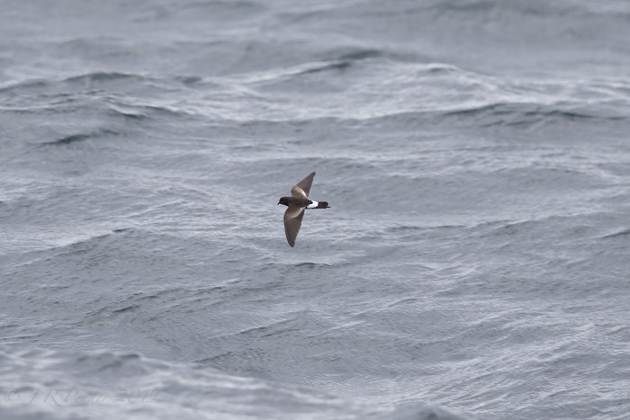 Wilson's Petrel