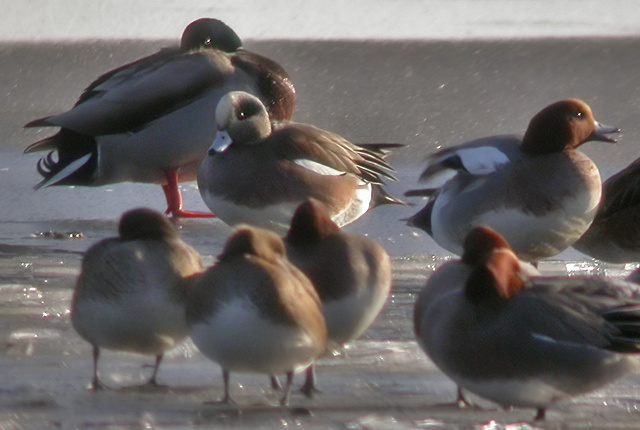 American Wigeon