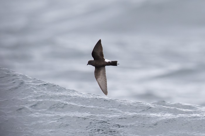 Wilson's Petrel