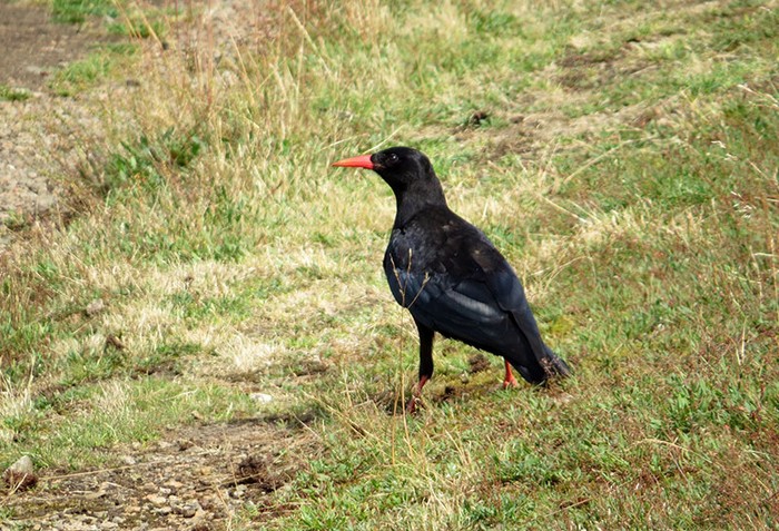 Chough