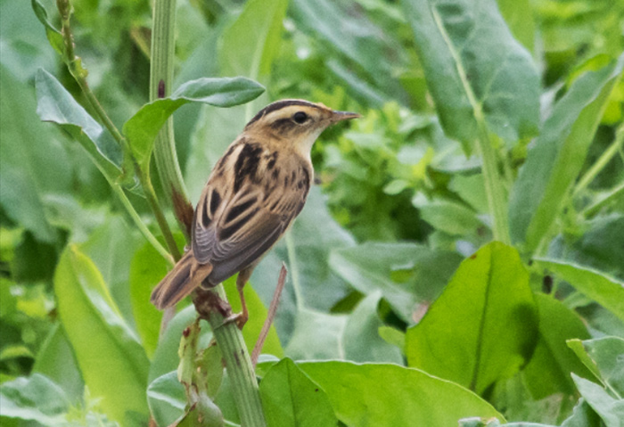 Aquatic Warbler