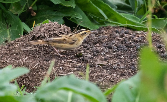 Aquatic Warbler