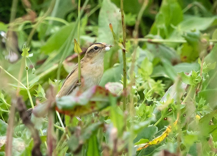 Aquatic Warbler